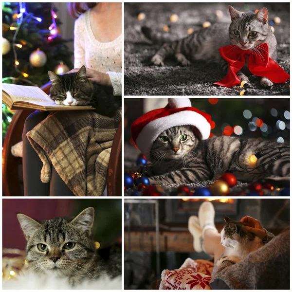 滑稽的猫与圣诞老人的帽子 — 图库照片
