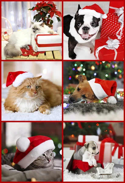 Funny cats and dogs with santa hats — Stock Photo, Image