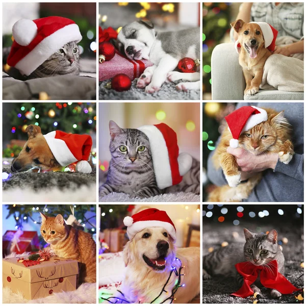 Gatos engraçados e cães com chapéus de santa — Fotografia de Stock