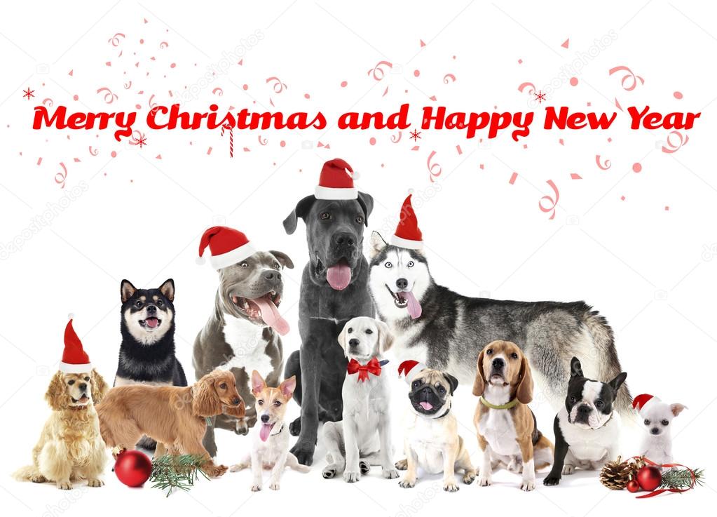 Grappige kerst honden — Stockfoto © belchonock 118240698
