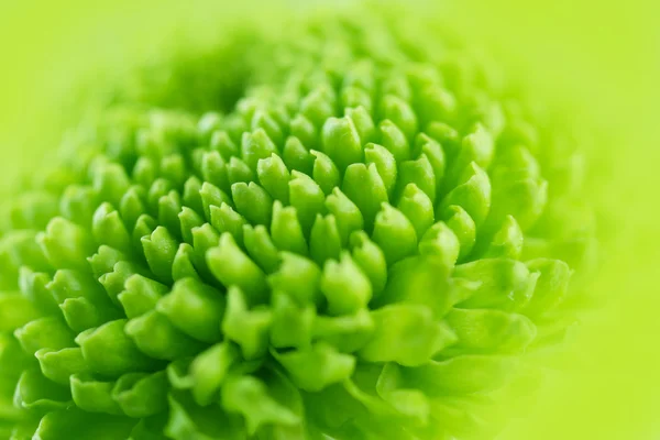 Hermoso crisantemo verde —  Fotos de Stock
