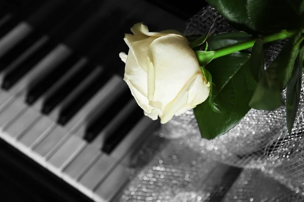 Prachtige witte roos met decoratieve stof — Stockfoto