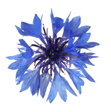 güzel mavi peygamber çiçeği 