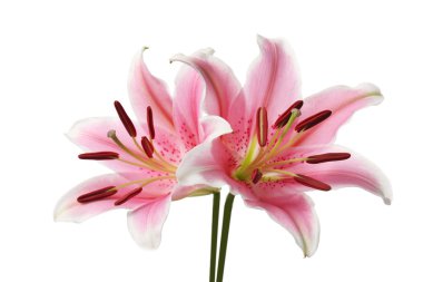 pembe lily çiçek 