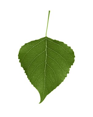 yeşil yaprak beyaz üzerinde izole