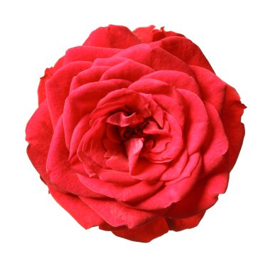 taze kırmızı gül  