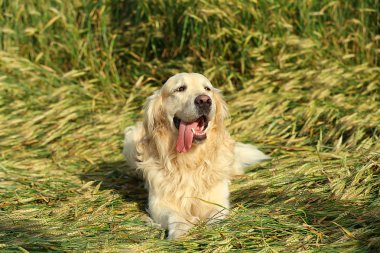 Alanındaki sevimli av köpeği