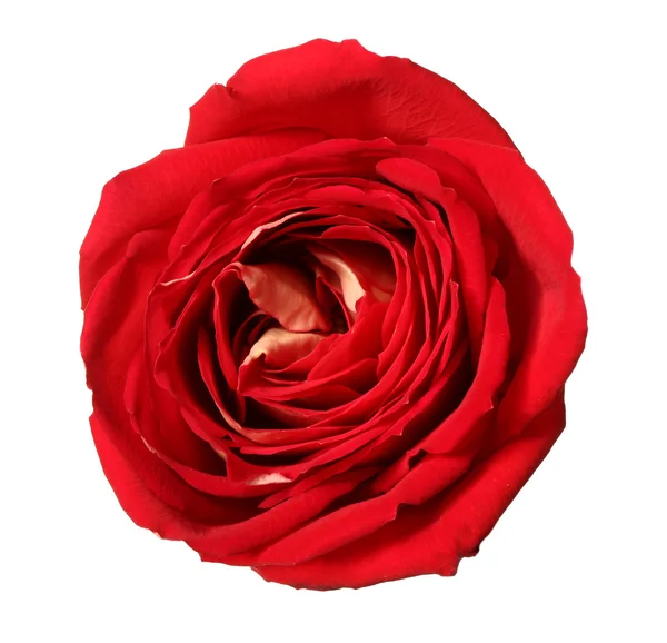 Fresh Red rose — Stock Photo, Image