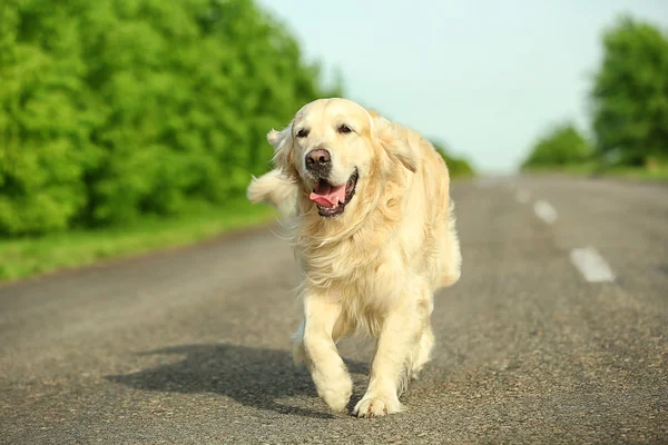 Ładny pies myśliwski na drodze — Zdjęcie stockowe