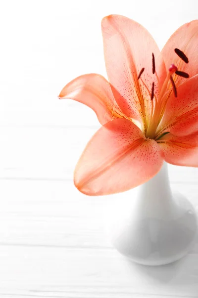 Piękny, świeży lily — Zdjęcie stockowe