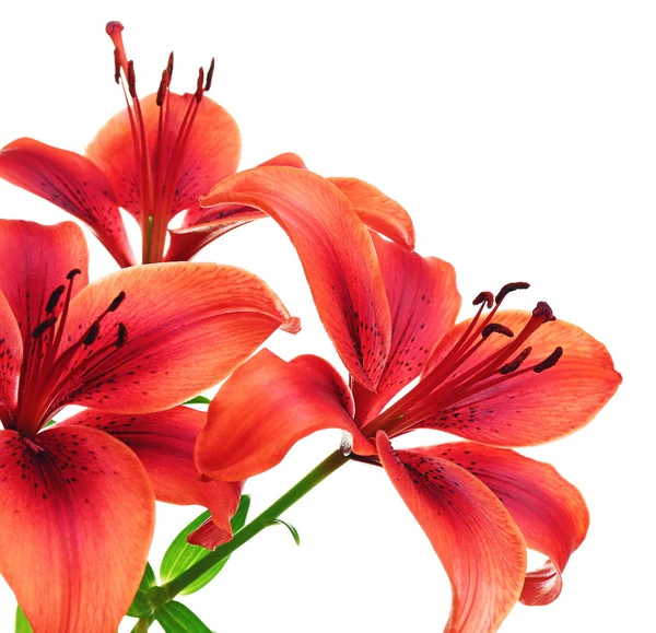 Beautiful fresh lilies — Stock Photo, Image