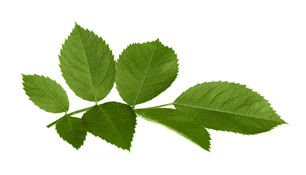 Tak met groene bladeren — Stockfoto