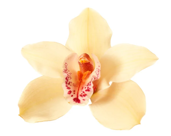 Beautiful orchid flower — Stock Photo, Image