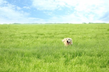 Alanındaki sevimli av köpeği