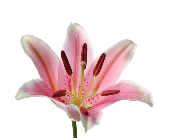 Roze lily bloem — Stockfoto