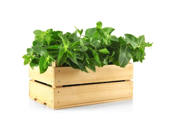 Fresh mint in wooden box — Stock Photo, Image