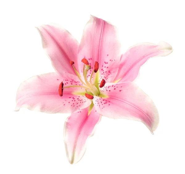 Pembe lily çiçek — Stok fotoğraf