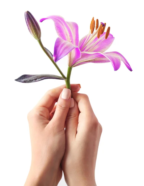 Krásné čerstvé lilie — Stock fotografie