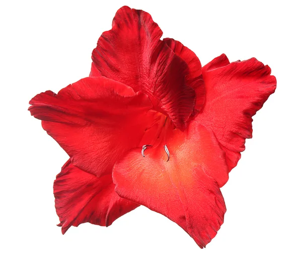 Beautiful Red gladiolus — Stock Photo, Image