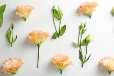 Taze eustomas çiçek 