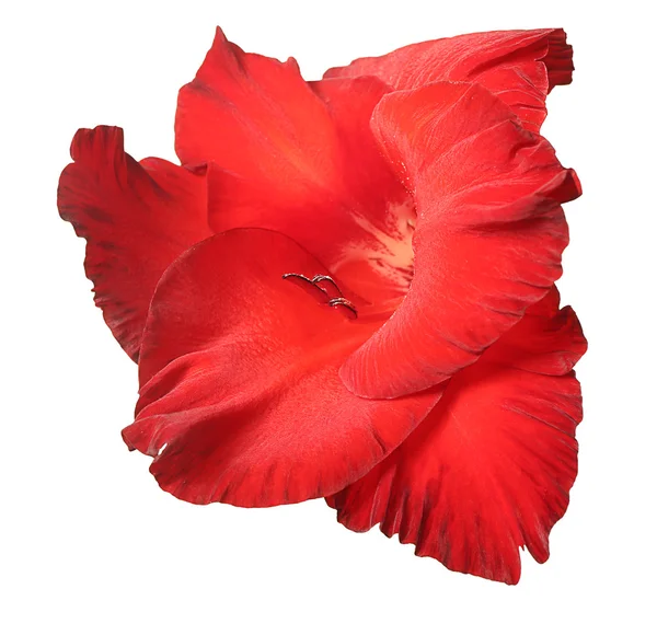 Beautiful Red gladiolus — Stock Photo, Image