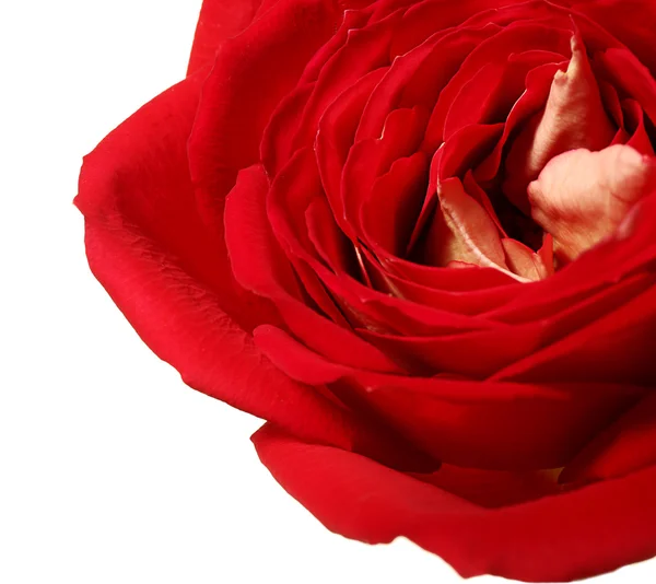 Rosa rossa fresca — Foto Stock