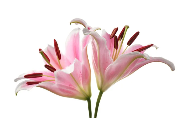 粉色百合鲜花 — 图库照片