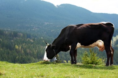 dağ çayır üzerinde otlatma inek