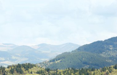 Bahar orman dağ yamaçlarında