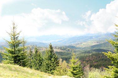 Yaz orman dağ yamaçlarında