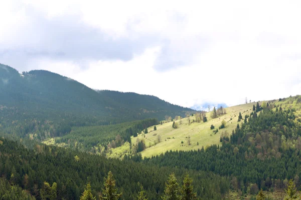 Foresta estiva sui pendii montani — Foto Stock