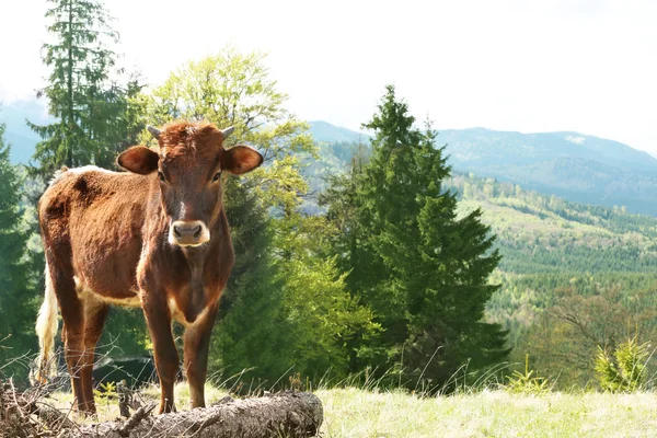 在高山草甸上放牧的牛 — 图库照片