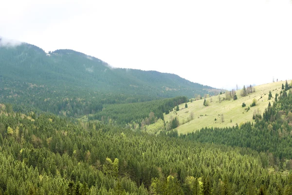 산 중턱에 여름 숲 — 스톡 사진