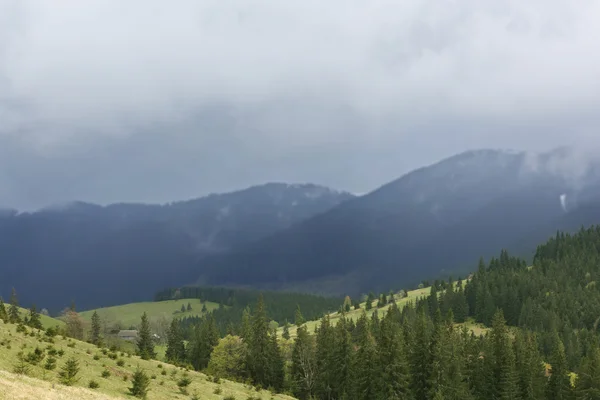 Bosque de verano en laderas de montaña —  Fotos de Stock