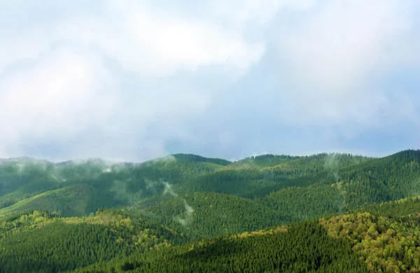 Bosque de verano en laderas de montaña —  Fotos de Stock