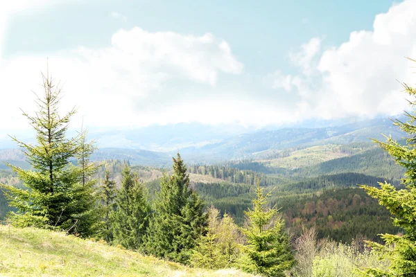 Foresta estiva sui pendii montani — Foto Stock