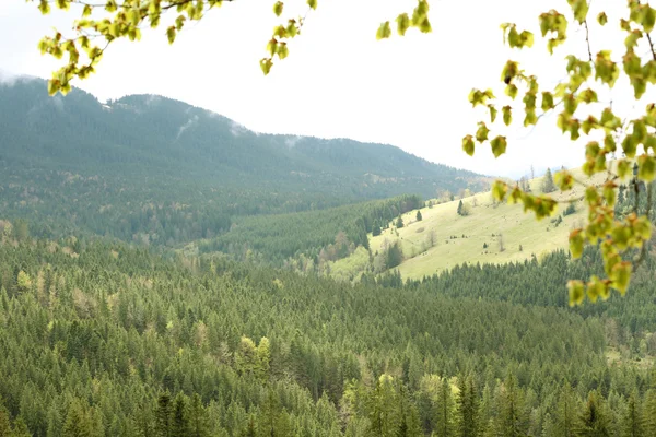 Foresta estiva sui pendii montani — Foto Stock