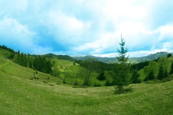 Леса зеленые холмы в горах — стоковое фото
