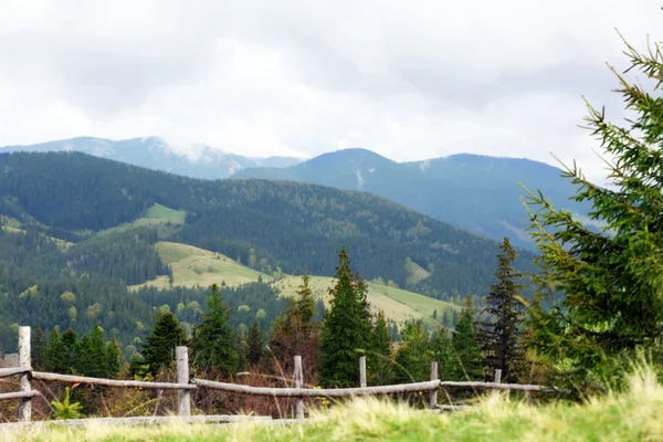 Summer forest in mountains Stock Picture