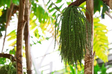 Botanik bahçesinde ağacının dalını