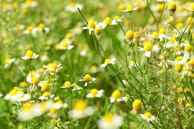 Chamomiles çayır üzerinde