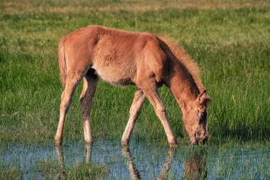 Küçük yavru alanında otlatma