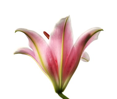 Pembe lily, üzerinde beyaz izole