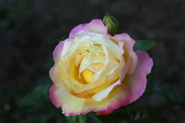 güzel gül bahçesinde