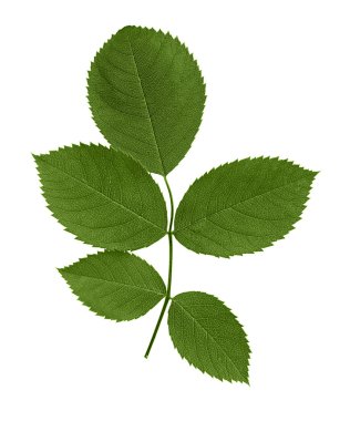 Yeşil yapraklı dal 