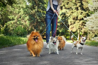 Woman walking dogs in park clipart