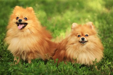 Şirin tüylü köpekler