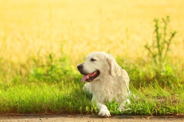 Alanındaki sevimli av köpeği