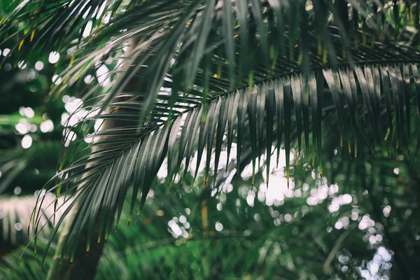 Hojas de palmera en jardín botánico —  Fotos de Stock