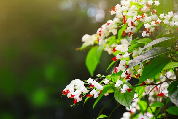 Arbre en fleurs, gros plan — Photo